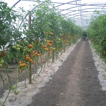 El Gobernador Villaviciosa (Asturias)