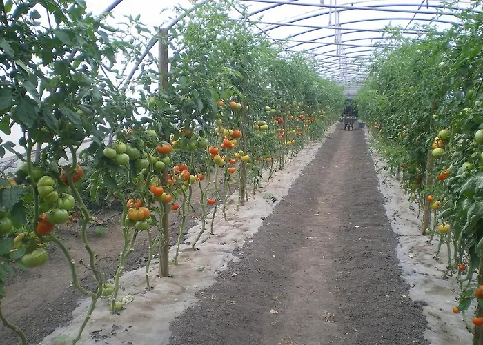 El Gobernador Villaviciosa (Asturias)